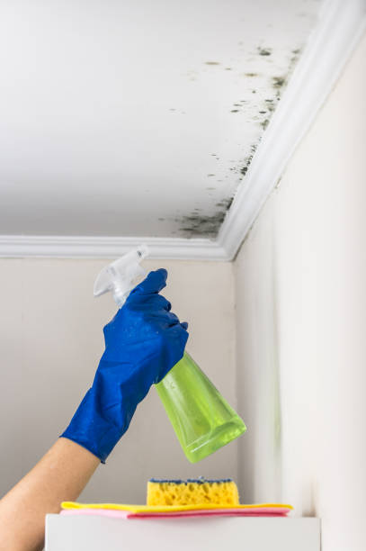 Best Best Mold Removal Companies  in Raeford, NC